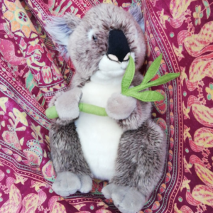 Der Koala